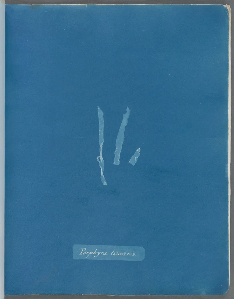 An illustration from Photographs of British algae: cyanotype impressions, 1843, leaf 31