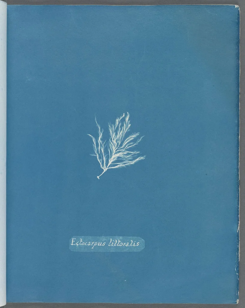 An illustration from Photographs of British algae: cyanotype impressions, 1843, leaf 37