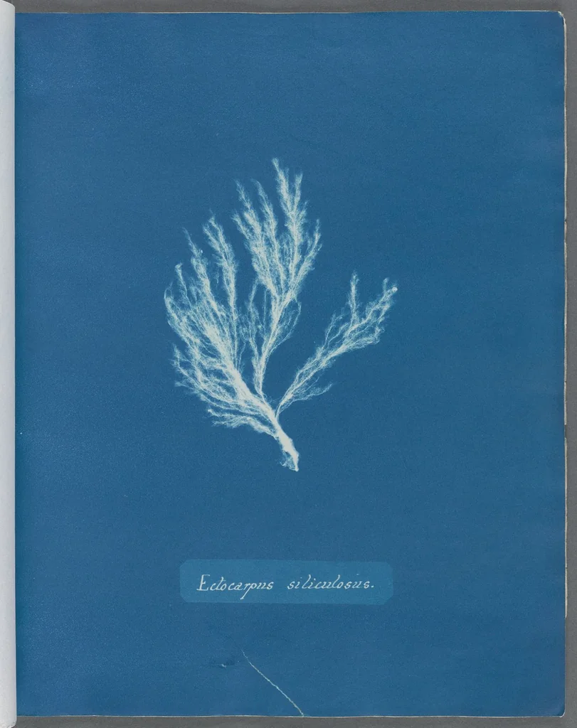 An illustration from Photographs of British algae: cyanotype impressions, 1843, leaf 39