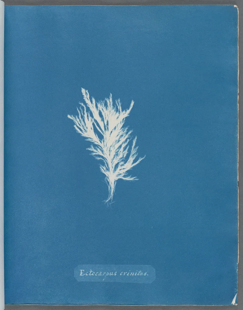 An illustration from Photographs of British algae: cyanotype impressions, 1843, leaf 40