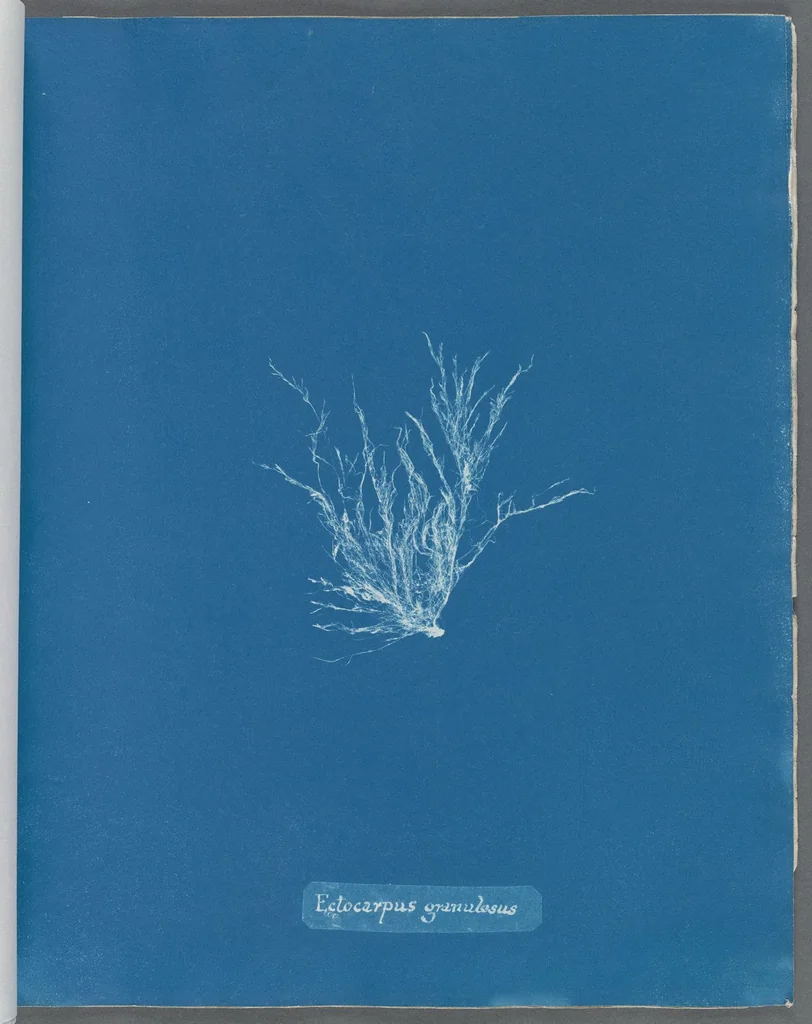 An illustration from Photographs of British algae: cyanotype impressions, 1843, leaf 41