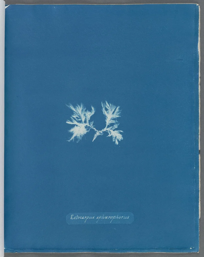 An illustration from Photographs of British algae: cyanotype impressions, 1843, leaf 42