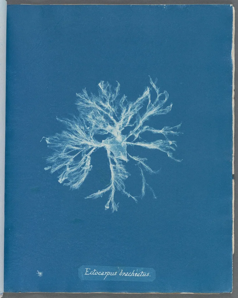 An illustration from Photographs of British algae: cyanotype impressions, 1843, leaf 43