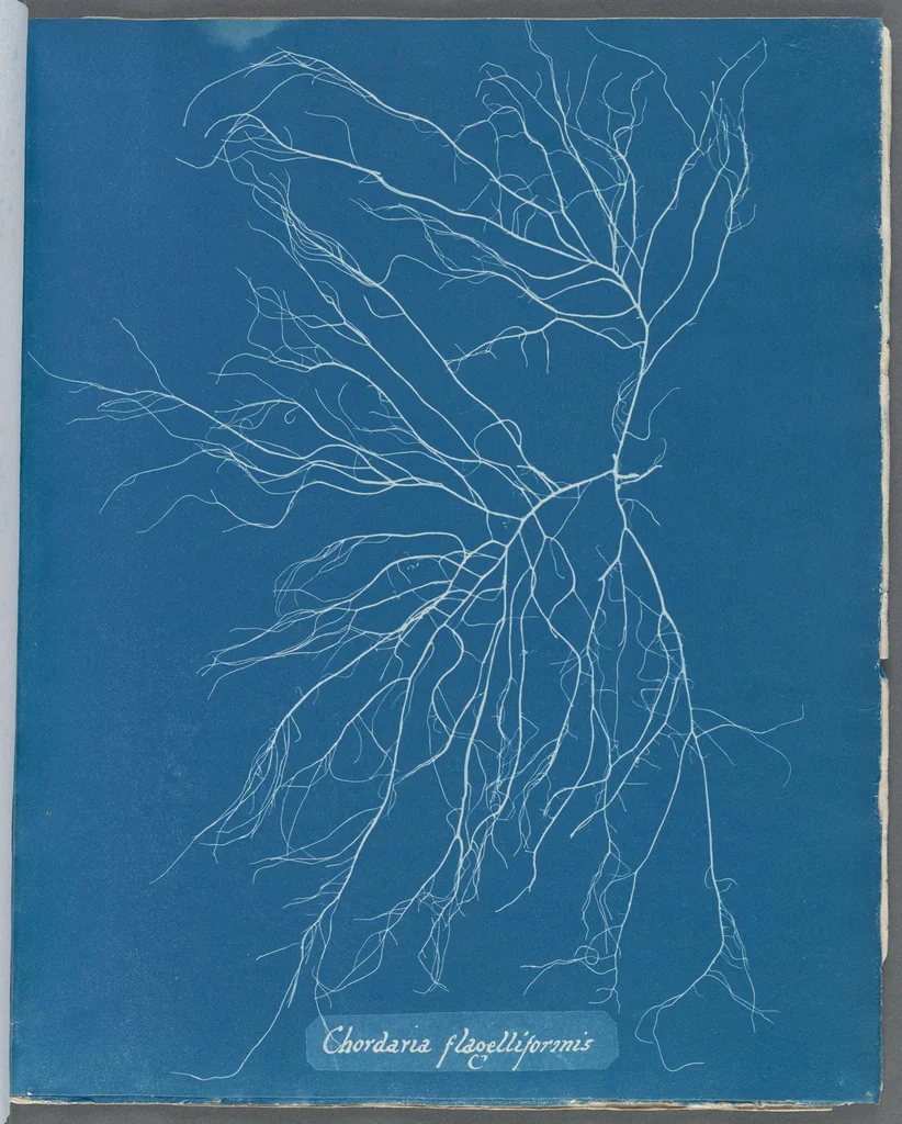 An illustration from Photographs of British algae: cyanotype impressions, 1843, leaf 44