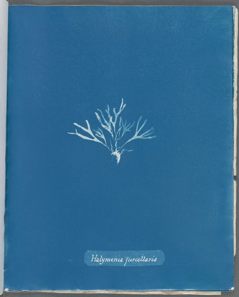 An illustration from Photographs of British algae: cyanotype impressions, 1843, leaf 46