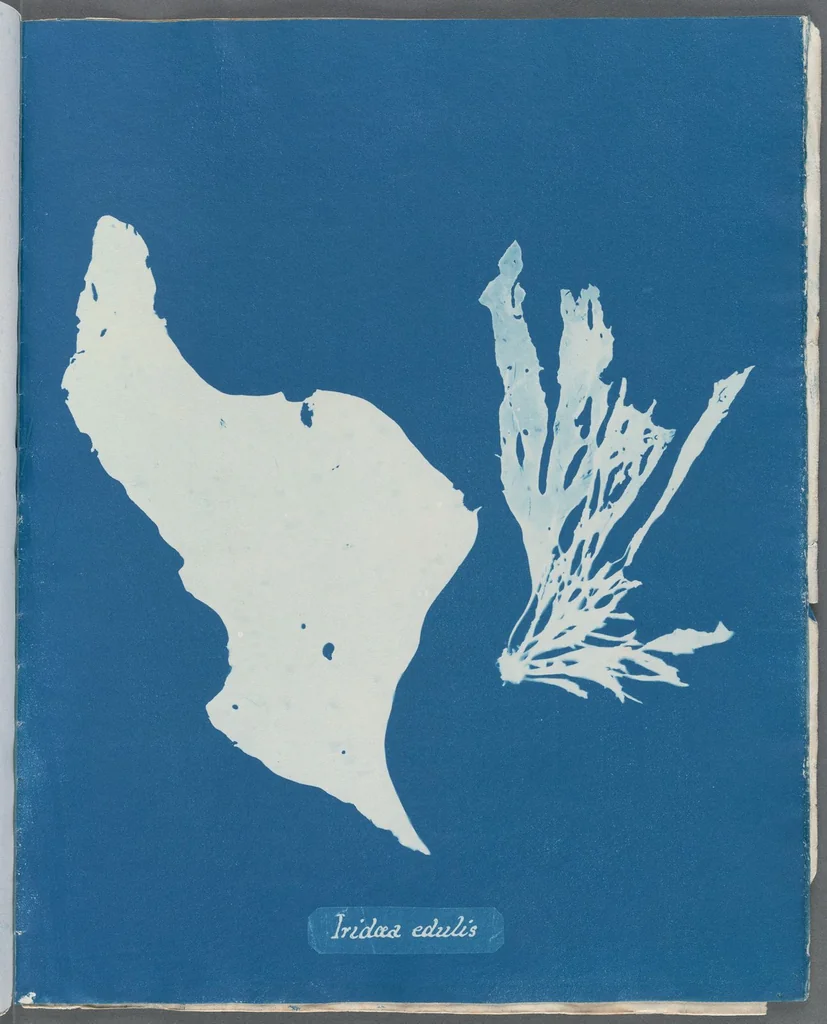 An illustration from Photographs of British algae: cyanotype impressions, 1843, leaf 47