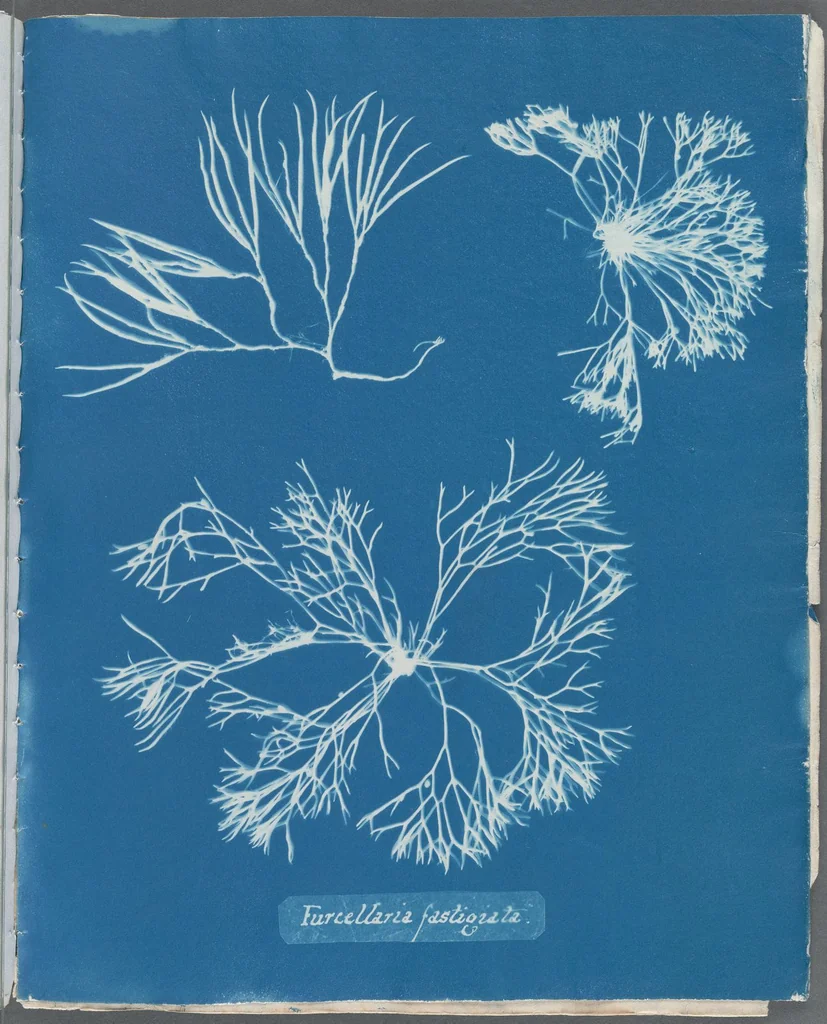 An illustration from Photographs of British algae: cyanotype impressions, 1843, leaf 48