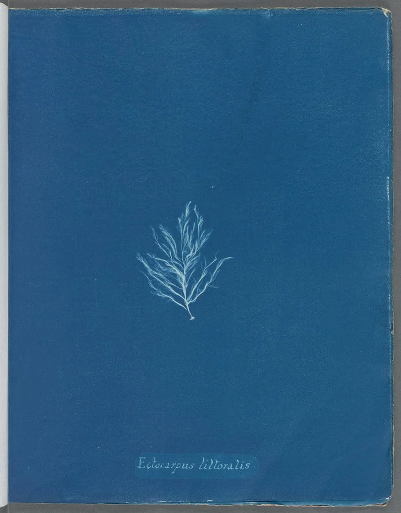 An illustration from Photographs of British algae: cyanotype impressions, 1843, leaf 54
