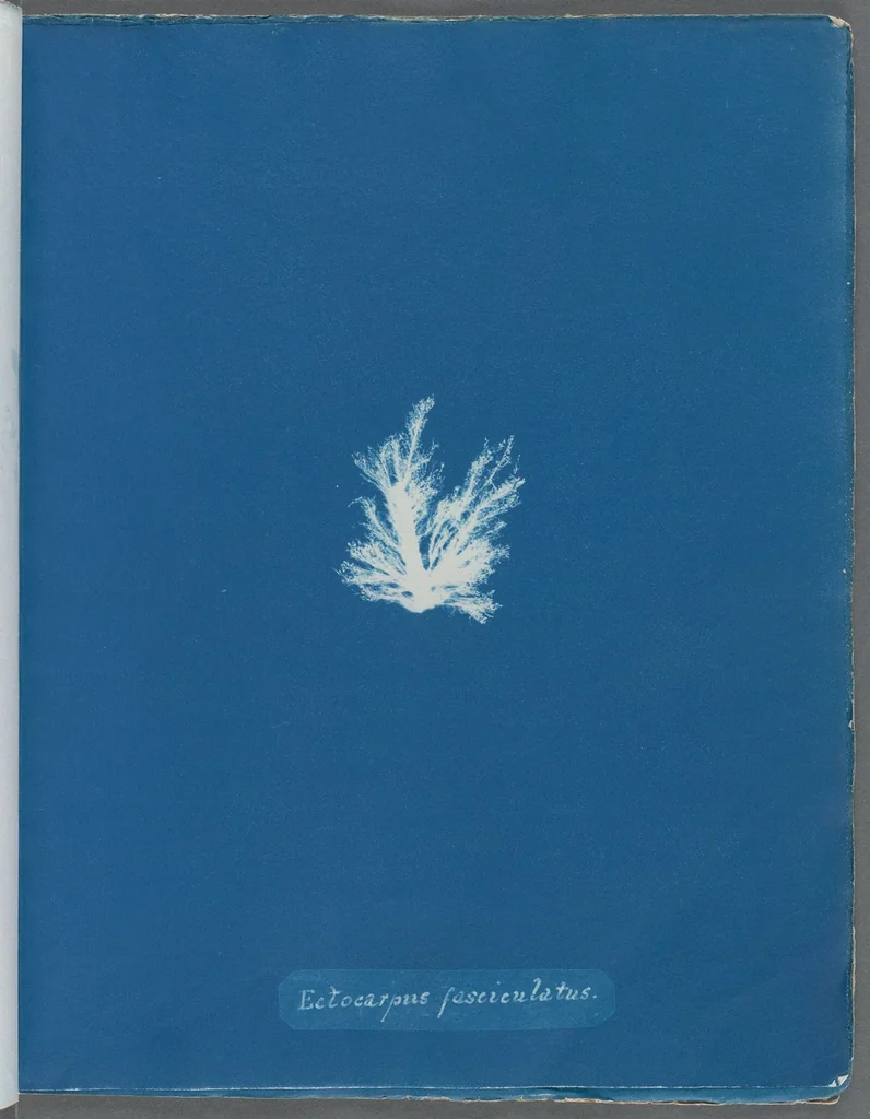 An illustration from Photographs of British algae: cyanotype impressions, 1843, leaf 55
