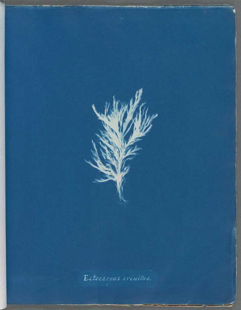 An illustration from Photographs of British algae: cyanotype impressions, 1843, leaf 57