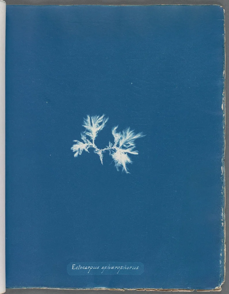 An illustration from Photographs of British algae: cyanotype impressions, 1843, leaf 59