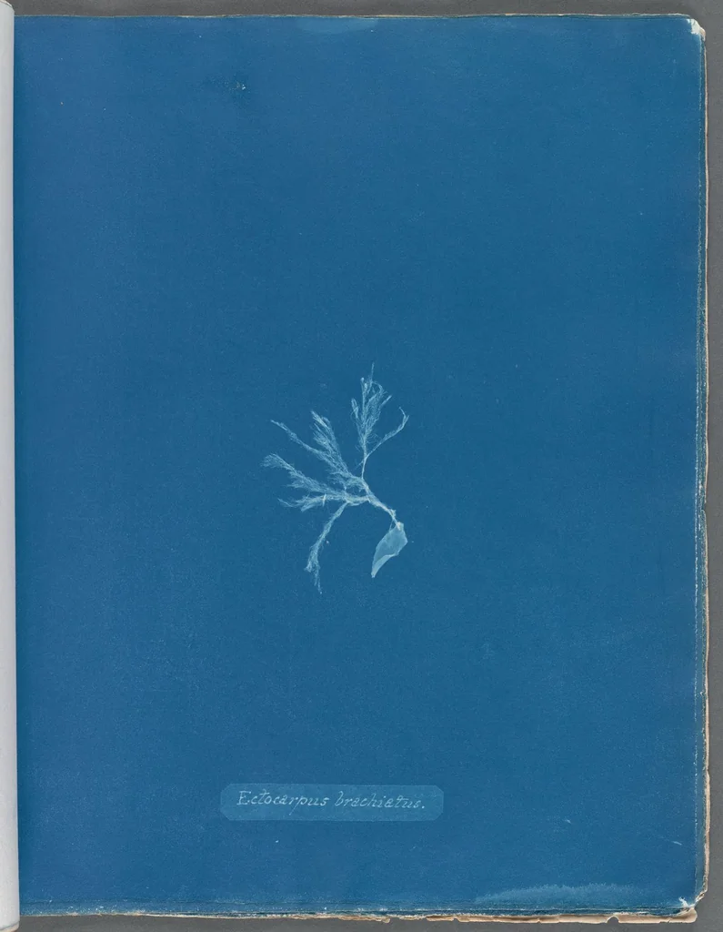 An illustration from Photographs of British algae: cyanotype impressions, 1843, leaf 60