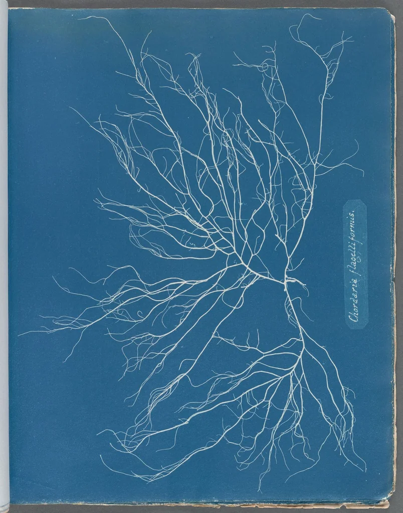 An illustration from Photographs of British algae: cyanotype impressions, 1843, leaf 61