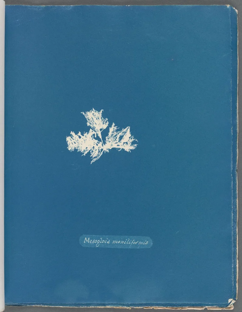 An illustration from Photographs of British algae: cyanotype impressions, 1843, leaf 62