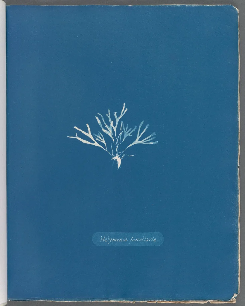 An illustration from Photographs of British algae: cyanotype impressions, 1843, leaf 63