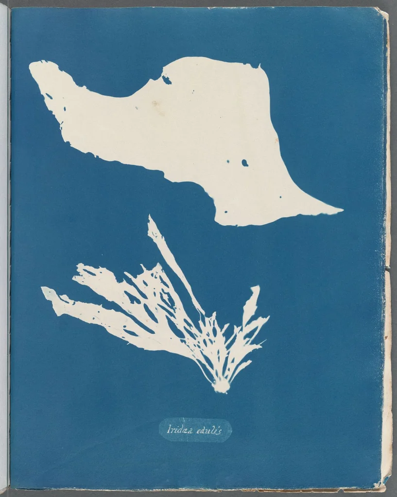 An illustration from Photographs of British algae: cyanotype impressions, 1843, leaf 64
