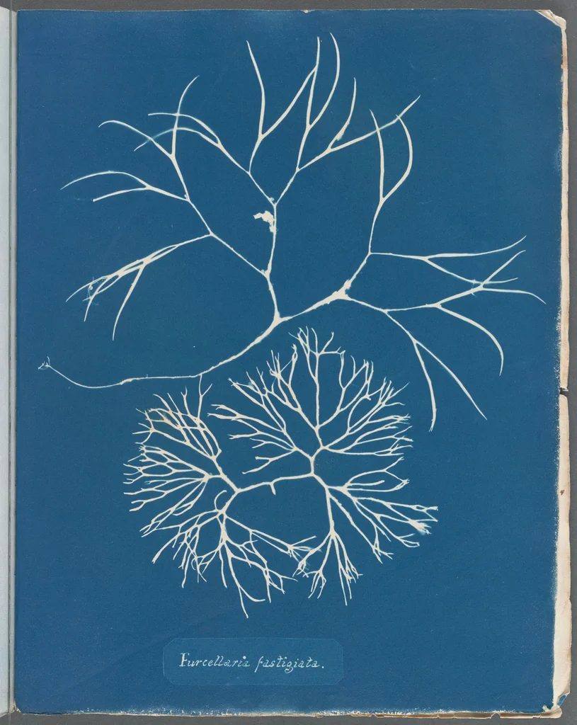 An illustration from Photographs of British algae: cyanotype impressions, 1843, leaf 65