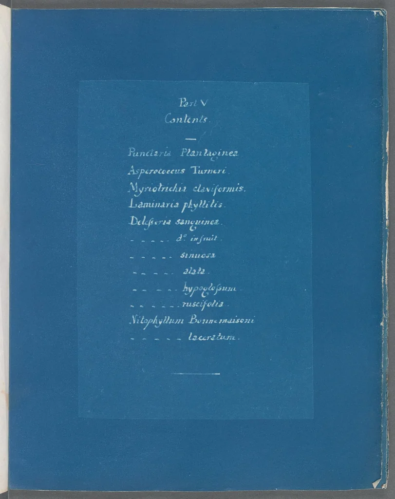 An illustration from Photographs of British algae: cyanotype impressions, 1843, leaf 70