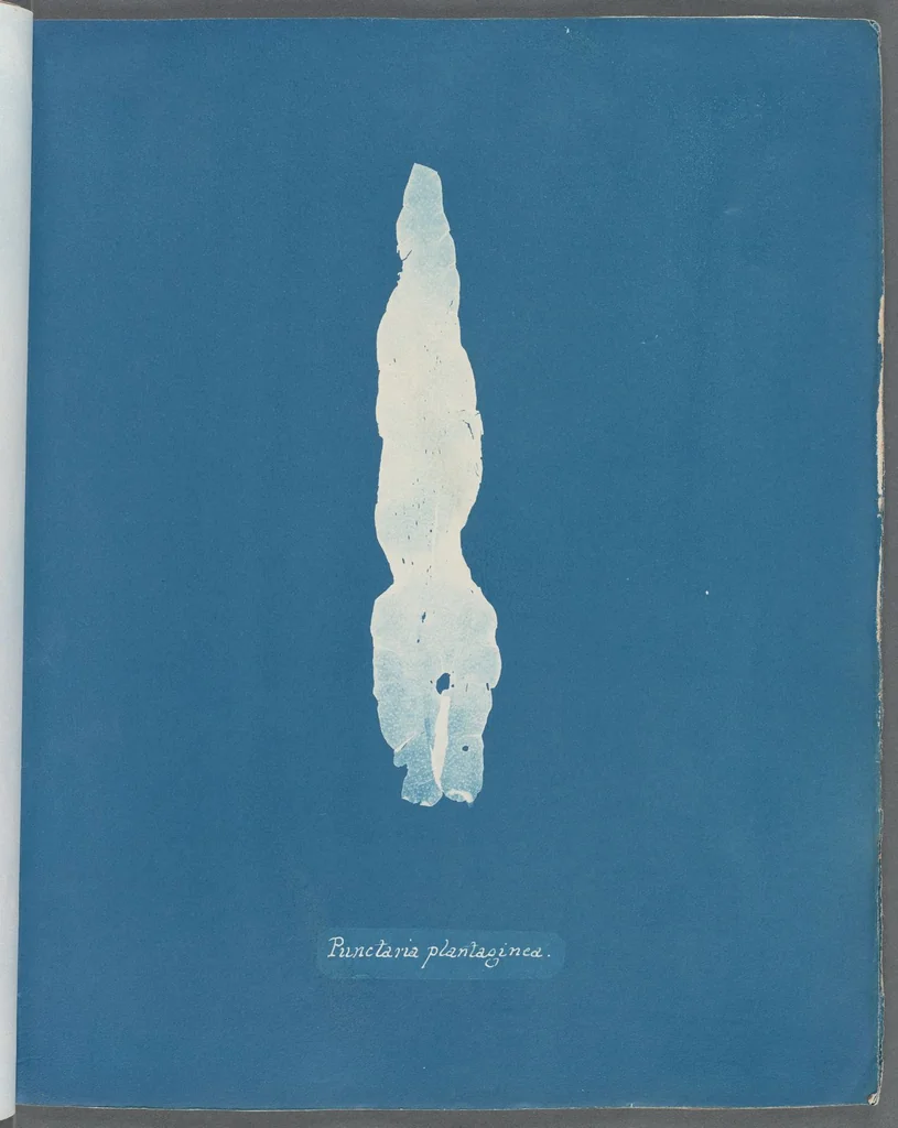 An illustration from Photographs of British algae: cyanotype impressions, 1843, leaf 71