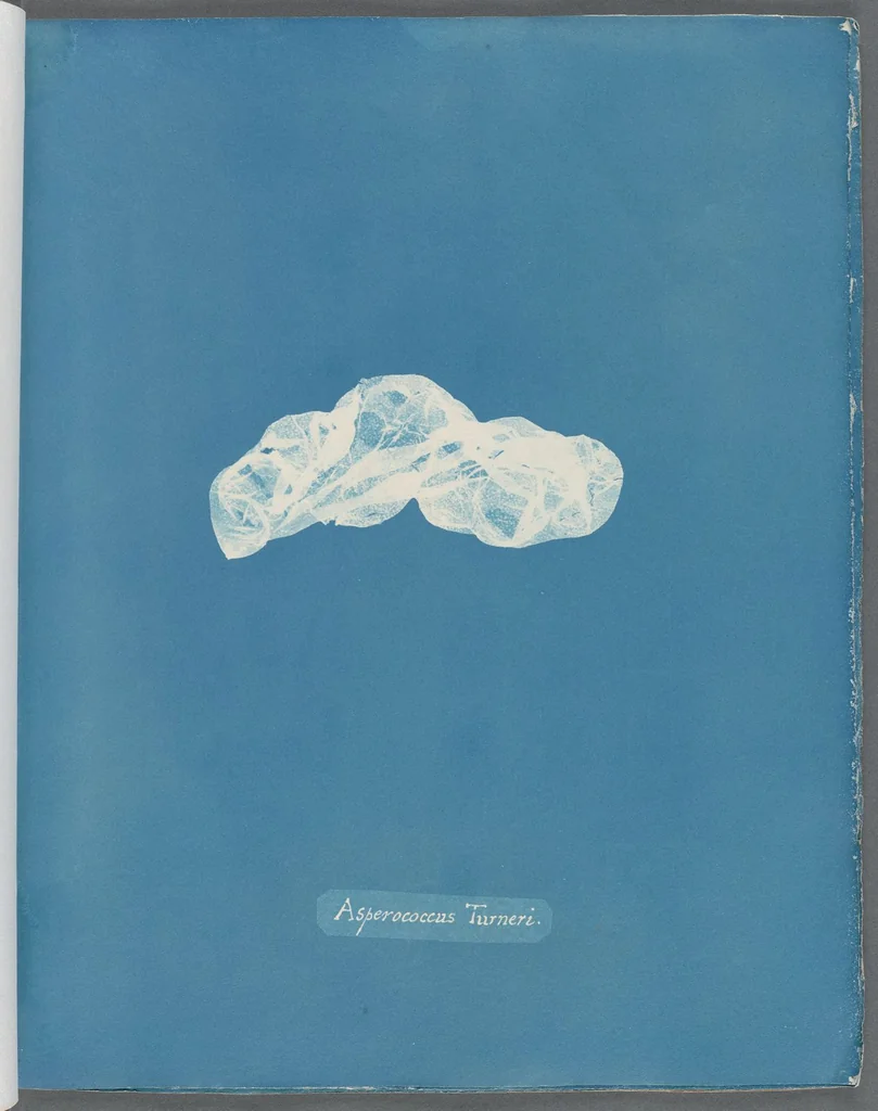 An illustration from Photographs of British algae: cyanotype impressions, 1843, leaf 72