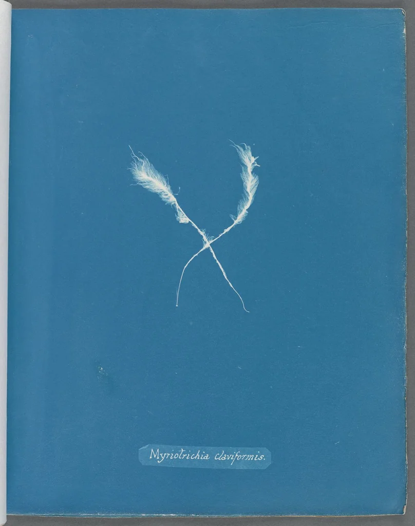 An illustration from Photographs of British algae: cyanotype impressions, 1843, leaf 73