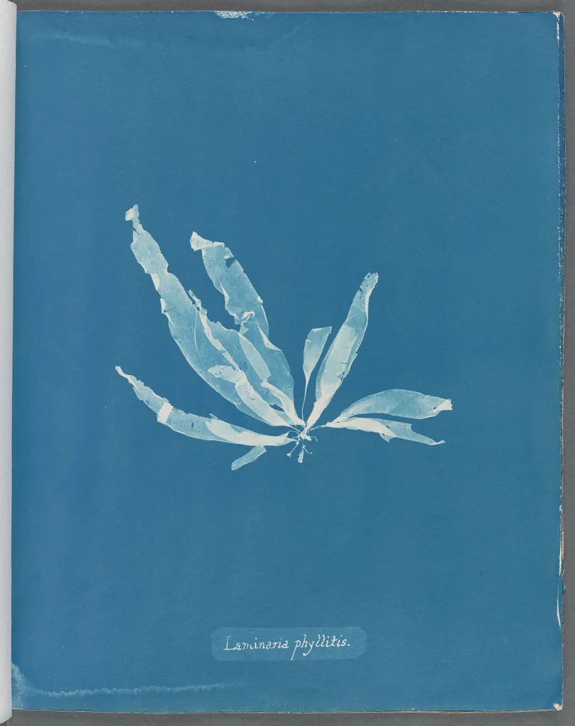 An illustration from Photographs of British algae: cyanotype impressions, 1843, leaf 74