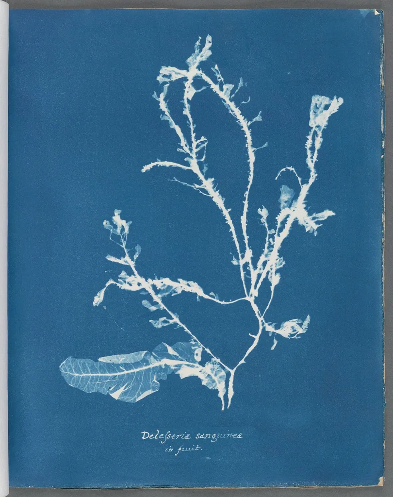 An illustration from Photographs of British algae: cyanotype impressions, 1843, leaf 76