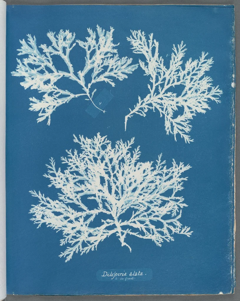 An illustration from Photographs of British algae: cyanotype impressions, 1843, leaf 78