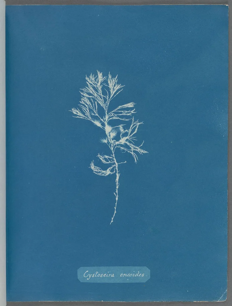 An illustration from Photographs of British algae: cyanotype impressions, 1843, leaf 8