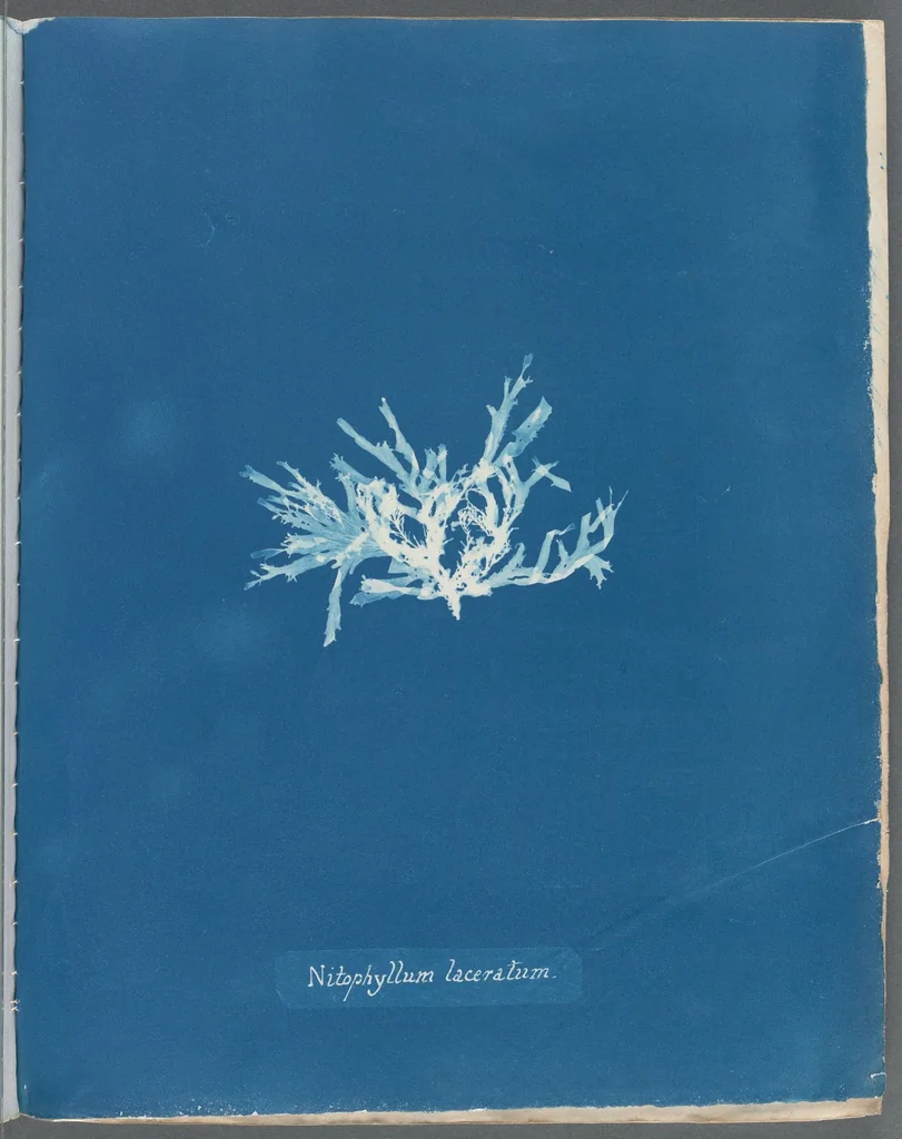 An illustration from Photographs of British algae: cyanotype impressions, 1843, leaf 82