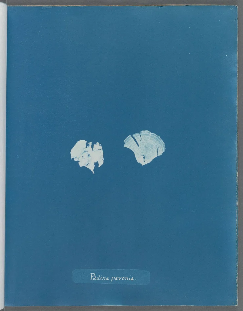 An illustration from Photographs of British algae: cyanotype impressions, 1843, leaf 88