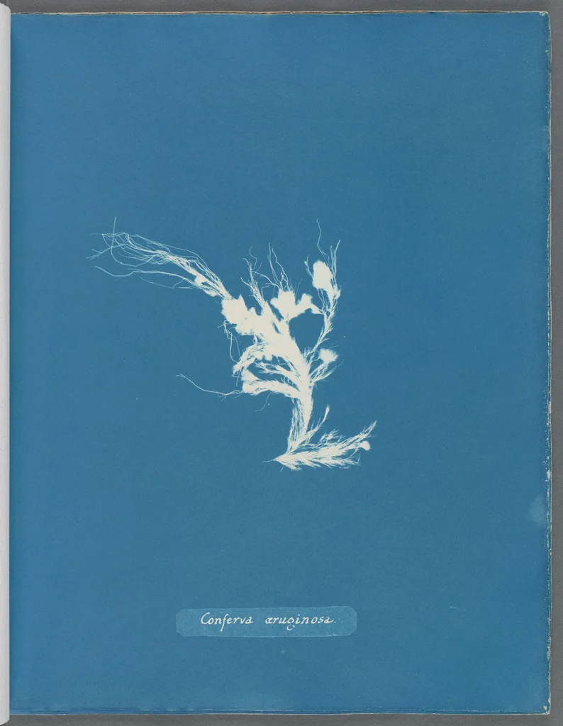 An illustration from Photographs of British algae: cyanotype impressions, 1843, leaf 89