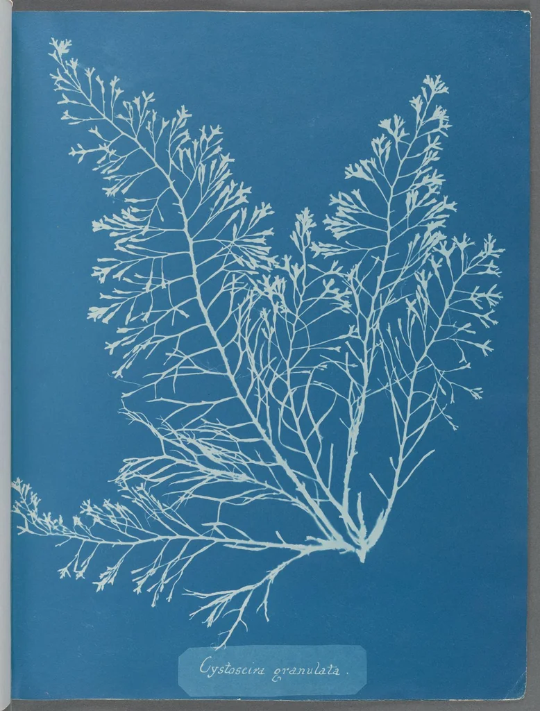An illustration from Photographs of British algae: cyanotype impressions, 1843, leaf 9