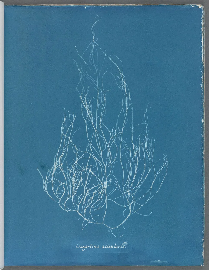 An illustration from Photographs of British algae: cyanotype impressions, 1843, leaf 90