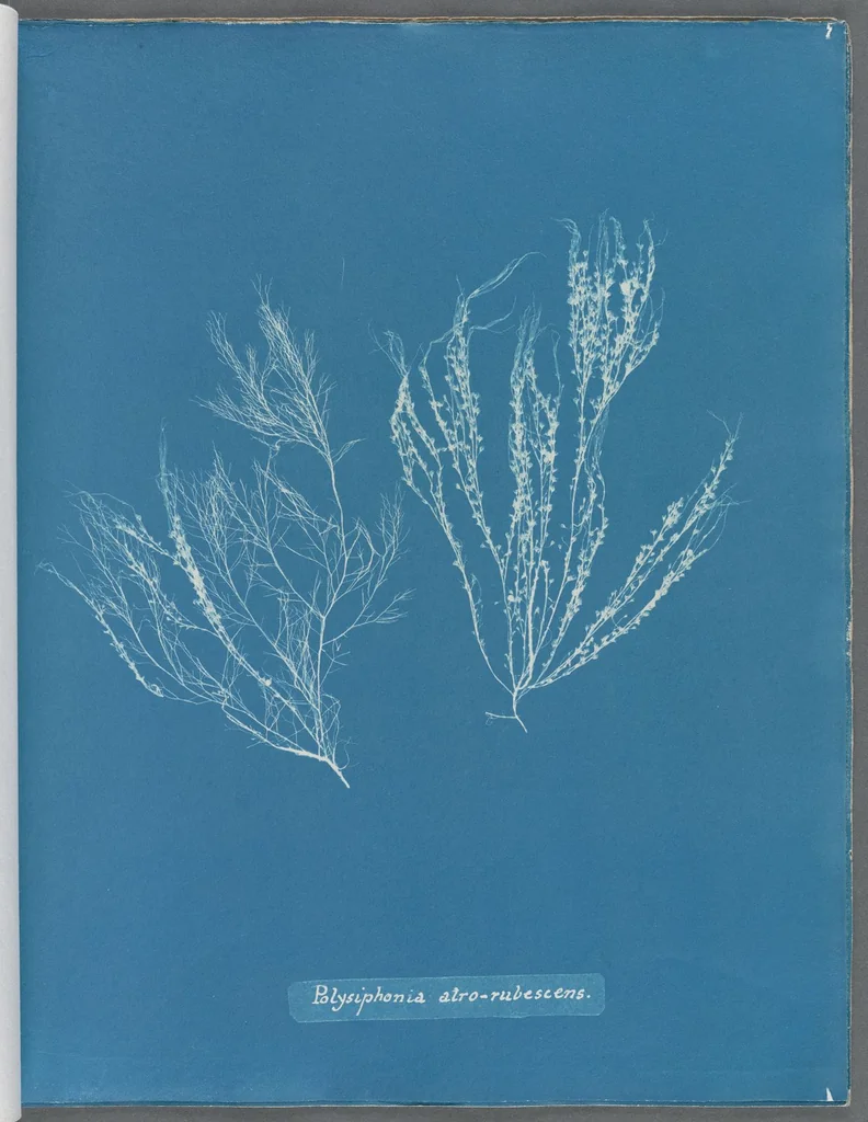 An illustration from Photographs of British algae: cyanotype impressions, 1843, leaf 92