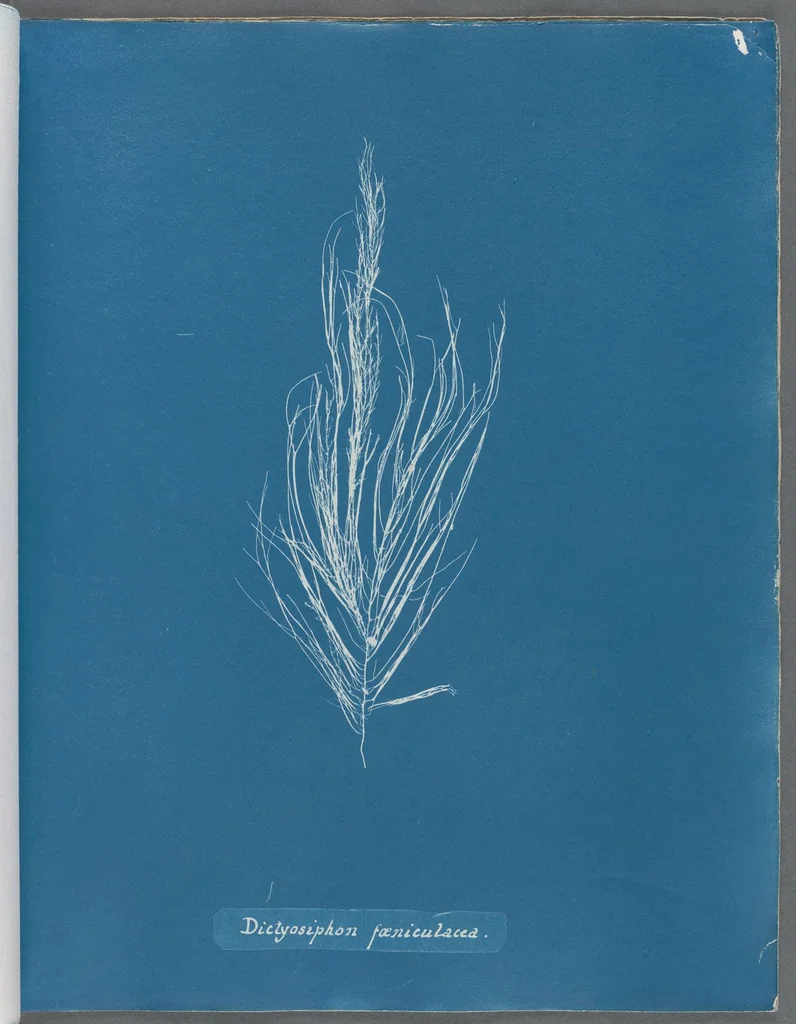 An illustration from Photographs of British algae: cyanotype impressions, 1843, leaf 93