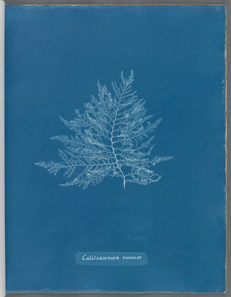 An illustration from Photographs of British algae: cyanotype impressions, 1843, leaf 94