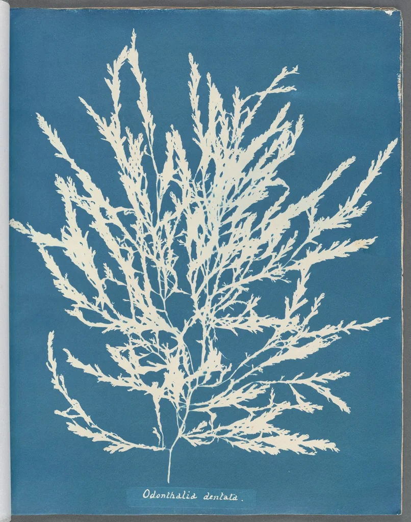 An illustration from Photographs of British algae: cyanotype impressions, 1843, leaf 95