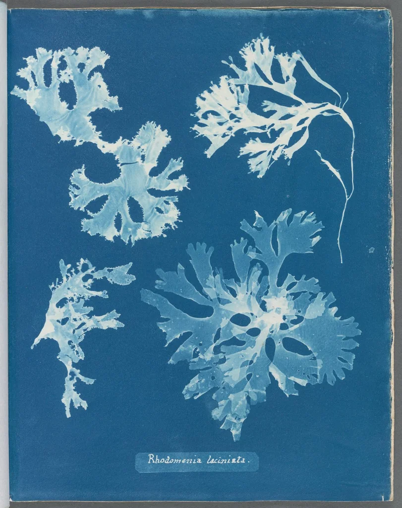 An illustration from Photographs of British algae: cyanotype impressions, 1843, leaf 96