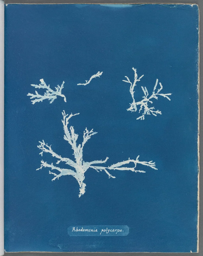 An illustration from Photographs of British algae: cyanotype impressions, 1843, leaf 97
