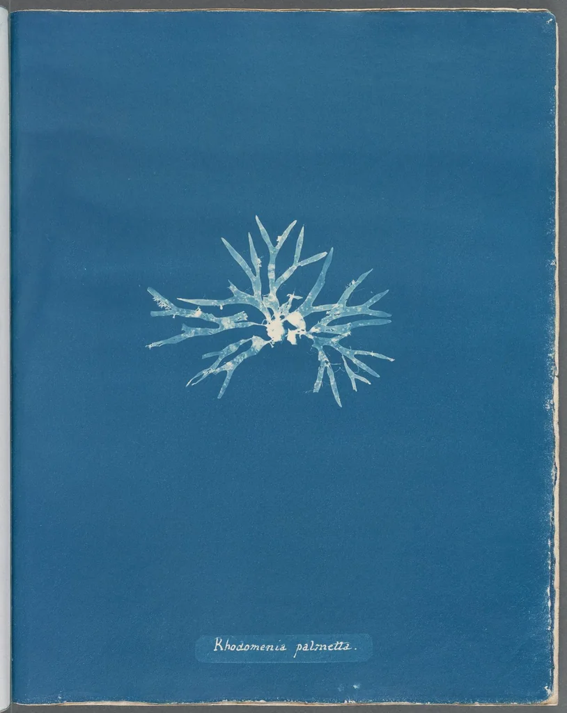 An illustration from Photographs of British algae: cyanotype impressions, 1843, leaf 98