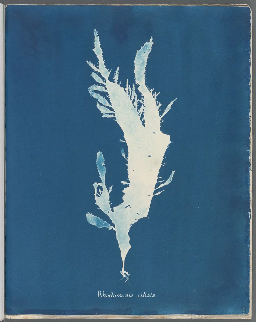 An illustration from Photographs of British algae: cyanotype impressions, 1843, leaf 99