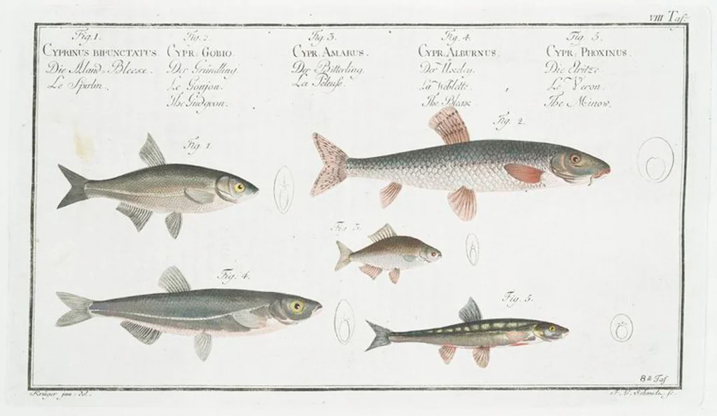 An illustration from Allgemeine Naturgeschichte der Fische. French = Ichtylogie, ou Histoire naturelle : generale et particuliere des poissons, 1785, leaf 10
