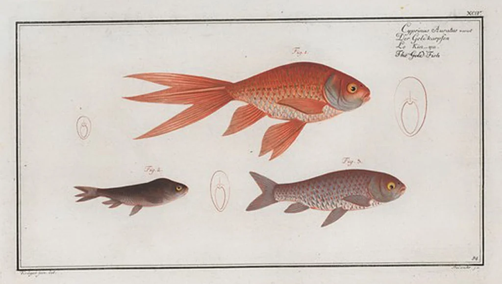 An illustration from Allgemeine Naturgeschichte der Fische. French = Ichtylogie, ou Histoire naturelle : generale et particuliere des poissons, 1785, leaf 100