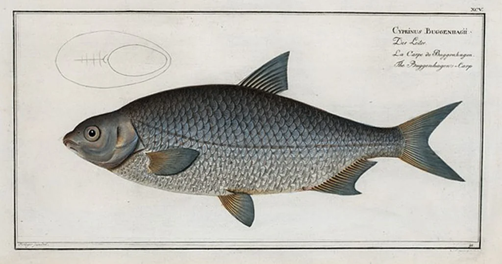 An illustration from Allgemeine Naturgeschichte der Fische. French = Ichtylogie, ou Histoire naturelle : generale et particuliere des poissons, 1785, leaf 101