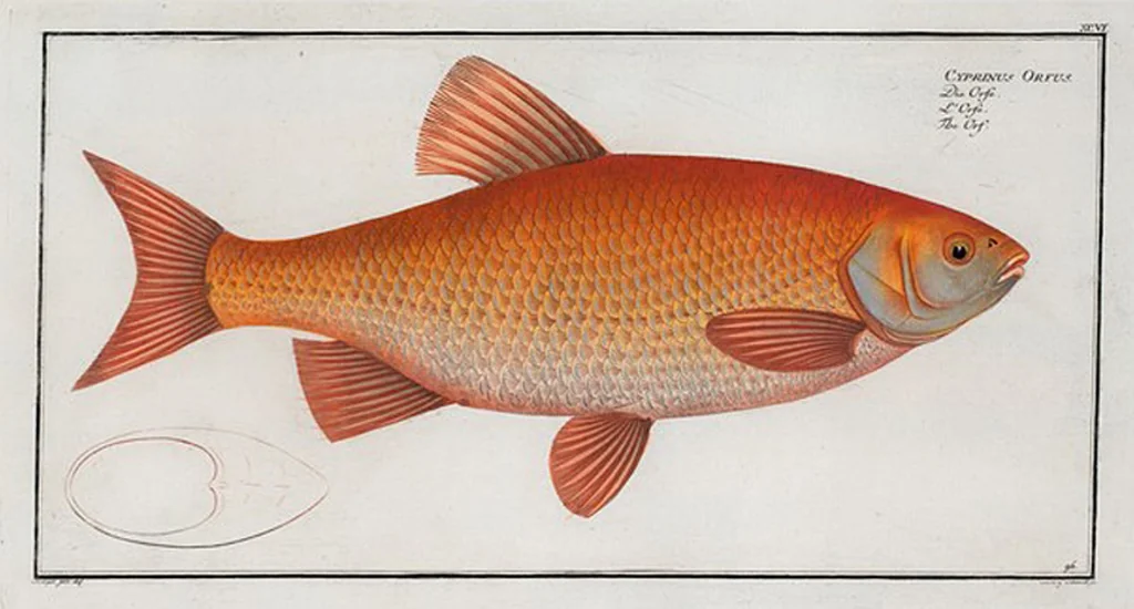 An illustration from Allgemeine Naturgeschichte der Fische. French = Ichtylogie, ou Histoire naturelle : generale et particuliere des poissons, 1785, leaf 102