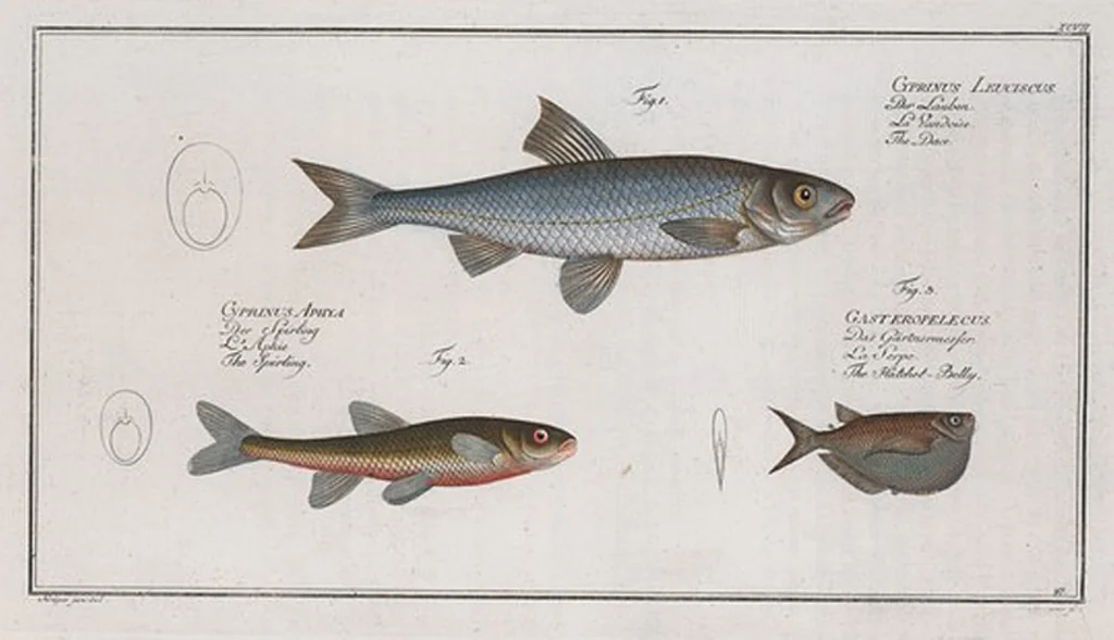 An illustration from Allgemeine Naturgeschichte der Fische. French = Ichtylogie, ou Histoire naturelle : generale et particuliere des poissons, 1785, leaf 103