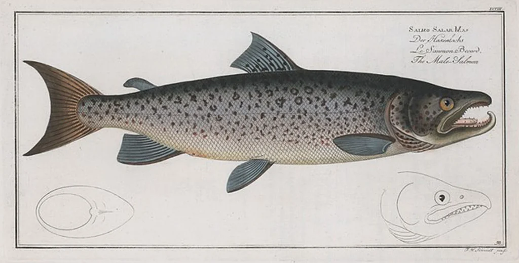 An illustration from Allgemeine Naturgeschichte der Fische. French = Ichtylogie, ou Histoire naturelle : generale et particuliere des poissons, 1785, leaf 104