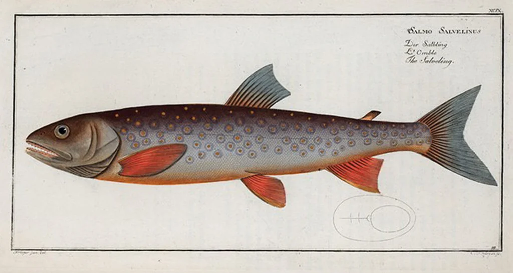 An illustration from Allgemeine Naturgeschichte der Fische. French = Ichtylogie, ou Histoire naturelle : generale et particuliere des poissons, 1785, leaf 105