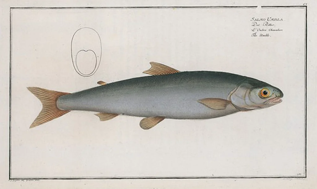 An illustration from Allgemeine Naturgeschichte der Fische. French = Ichtylogie, ou Histoire naturelle : generale et particuliere des poissons, 1785, leaf 107